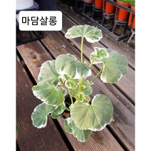 행복한꽃순이//유럽제라늄 5종, 마담살롱