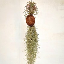 야자수염 수염틸란드시아(소) 키우기 쉬운 실내 공기청정 도매 화원 식물 화초, 단품