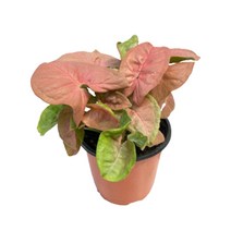 팡팡플랜트 실내 공기정화식물, 1개, 핑크 싱고니움(10cm)