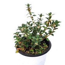 은목서 구골나무 (중품) 가을꽃 실내인테리어 공기정화식물