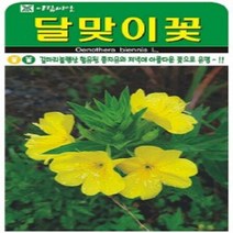AR 달맞이꽃 중포장 씨앗, 1개
