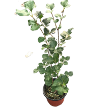 그린플랜트 공기정화식물 미스김라일락 1+1