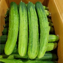 청원농산 국내산 백오이 15개 30개 50개, 5kg 내외 (30개), 1개