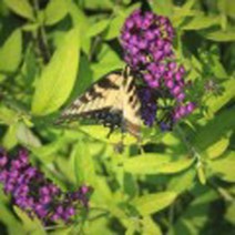 붓들레아/황금/포트묘(4주묶음)묘목/h0807