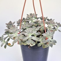 버날렌스 용월 벽걸이 다육이 아프리카 다육 랜덤91-80, 단품, 1개