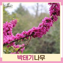 박태기나무 묘목 실생2년생 뿌리묘 5개
