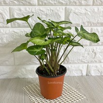 러브코리아 싱고니움 실내공기정화식물 공기청정식물, 단품