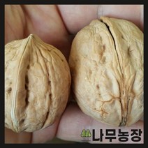 (나무농장) 호두나무 접목호두(신령) 접목1년 특묘 (국내산) 묘목 ( 키 60cm 내외 )
