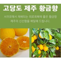 14-18과 2.5k 성인병예방 비타민C 다이어트식단 황금향 선물용 제주 명절 수험생 피로회복, 상세페이지 참조, 상세페이지 참조, 상세페이지 참조