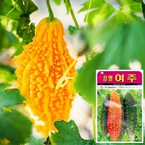 화분월드 여주 씨앗 (10립) 채소씨앗 야채씨앗 배추씨앗, 단일옵션