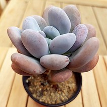특미인다육이 방울미인 다육 식물1-35, 단품, 1개