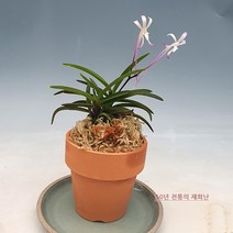 [재희난]풍란 색화 성희, 1개