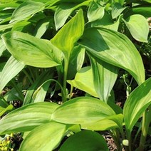 울릉도 명이나물 생채 임야산, 명이나물 장아찌 1kg