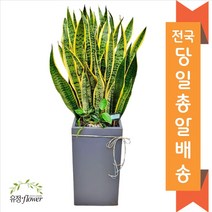 고급 대형화분 개업 축하 화분 전국 당일배송, 24. 산세베리아