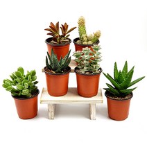 미스터허브 국민 다육이 미니다육 키우기 종류 식물 화분, 기본 화분받침 10cm(2개)