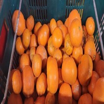 못난이감귤 제주 저농약 노지감귤 12브릭스이상, 10kg