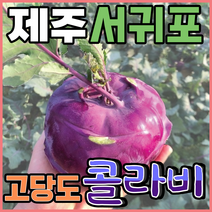 [득템몰] 제주 콜라비 5kg 10kg 국내산 보라색무 제주도콜라비 고당도 겨울제철음식
