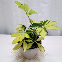 칼라홍콩야자 키우기 무늬 홍콩야자 나무 독일토분, 단품, 1개