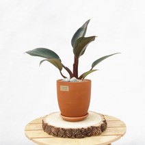 키우기 쉬운 공기정화 반려식물 레드콩고 고급 토분, 화분받침, 식물 필수 영양제(10ea)