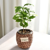 실내공기정화식물 율마 아레카야자 스킨답서스 산세베리아 테이블야자 유칼립투스 이레카야자 페페 스투키 몬스테라, 22.커피나무, 1개