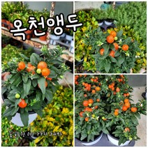 옥천앵두 02 랜덤 특 랜덤 공기정화식물/미세먼지/공기정화효과 공기정화식물