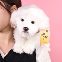 진짜같은 말티즈 강아지인형 25cm [갓샵 동물 애착 귀여운 봉제]