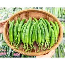 산지직송 당일수확 건강하게 키운 그린 풋고추, 3kg, 1개