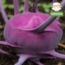 국내산 햇 콜라비 10kg, 단품