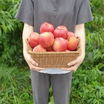 직접 맛을 본 달콤한 사과 4.5kg 2.5kg, 사과 4.5kg(중) 16~20과