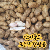 [산지출고] 국내산 경북 예천 2023년 햇땅콩 흙땅콩, 1kg, 1개