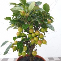 도희씨네 정원>>사계절 열연하는 애기사과 꽃사과 320, 1개” class=”wr-img”></a></div>
</p></div>
</p></div>
</p></div>
<div class=