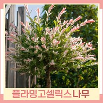 버드나무 묘목 무늬버들 플라밍고셀릭스 개화주 포트 1개