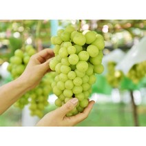 고당도 수출용 김천 샤인머스켓 샤인머스캣 가정용 임산부 과일 프리미엄 과일세트/가락시장 당일배송출발, (특1등급)샤인머스켓 2kg 3-4수