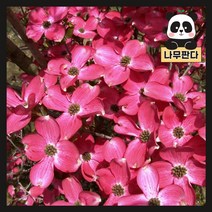 (나무판다) 미꽃산딸나무 시리즈, 2.미꽃산딸 썬세트(무늬잎) 접목1년