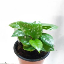 커피나무(3포트한묶음)