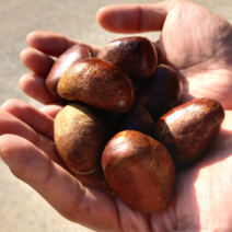 공주 밤 알밤 햇밤 생밤 생율밤 깐밤 500g 1kg 2kg