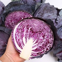 적채 8kg내외 팔팔마켓 국산 자색 빨간 적 색 양배추