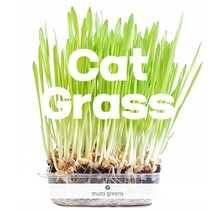 뮤토 잘키운 친환경 캣그라스 생화 단품/ 정기배송 캣그라스 보리/귀리/밀 3종, 1개, [단품] 캣그라스 2개(할인) 보리2