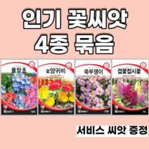 인기꽃씨앗 4종 묶음 양귀비 물망초 쑥부쟁이 겹접시꽃, 8set