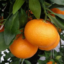 묘목 -레드향 접목2년 KJ1313