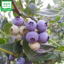 초록사랑 무농약 국산 블루베리 냉동 (특품), 1개, 3kg(특품)
