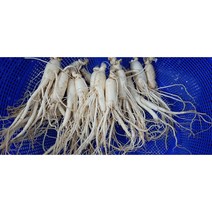 세척삼 5년근 수삼 인삼 가정용인삼 실속형, 세척 뿌리인삼 미삼 300g