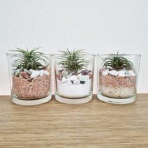 틸란드시아 테라리움 DIY 세트 이오난사 만들기, 아일랜드(화이트), 1세트