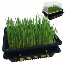 새싹보리키우기 새싹보리씨앗 수경 재배, 상품, 리필용 새싹보리150g