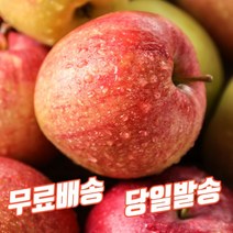 사과 유명한곳 경북 영천 맛있는 달콤한 신선한 고당도 꿀사과 햇부사 추천 5kg 10kg 한박스