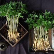 맛본 특품 인삼 새싹삼 프리미엄 특허재배 새싹인삼 100뿌리, 중50뿌리