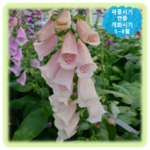 [나은식물원]169.디기탈리스(연살구)-30립