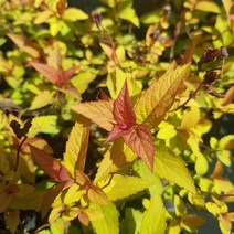 [이삽저삽]조팝나무묘목(4치포트/8개)조경수 정원수 관상용/삼색조팝 황금조팝 2종, 황금조팝(포트8개)