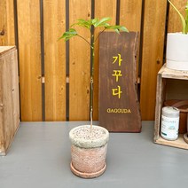 가꾸다 황칠나무(옵션:빈티지분 식재)감성인테리어 플랜테리어, 황칠나무(식물만)
