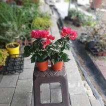 원개 1개발송 부겐베리아 소품 야생화20~40cm 99